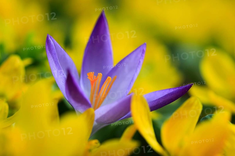 Crocus