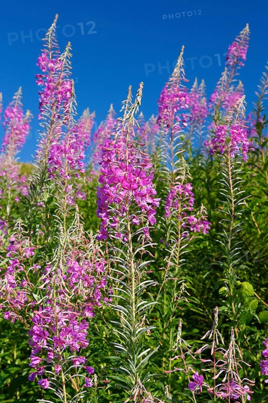 Narrow-leaved willowherb