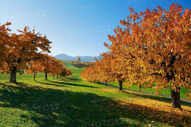 Cherry trees in autumn