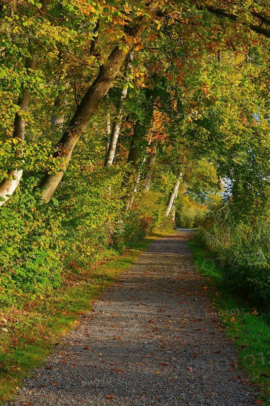Forest path at the Pfaeffikersee
