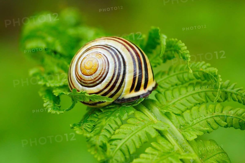Grove slug