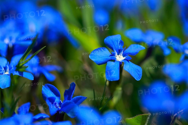 Spring Gentian