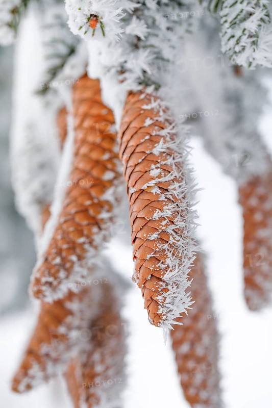 Fir cone with hoarfrost