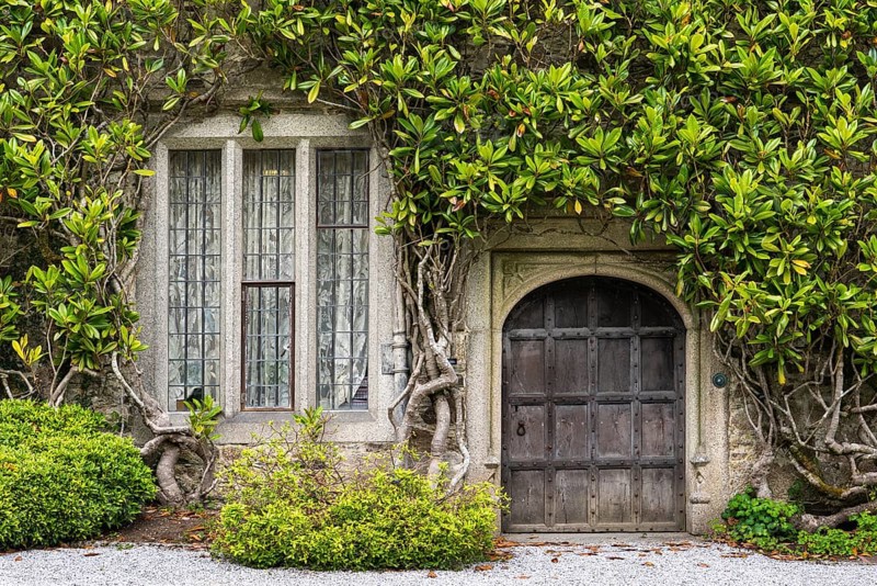 Old plant-ingrown facade with wooden door and window