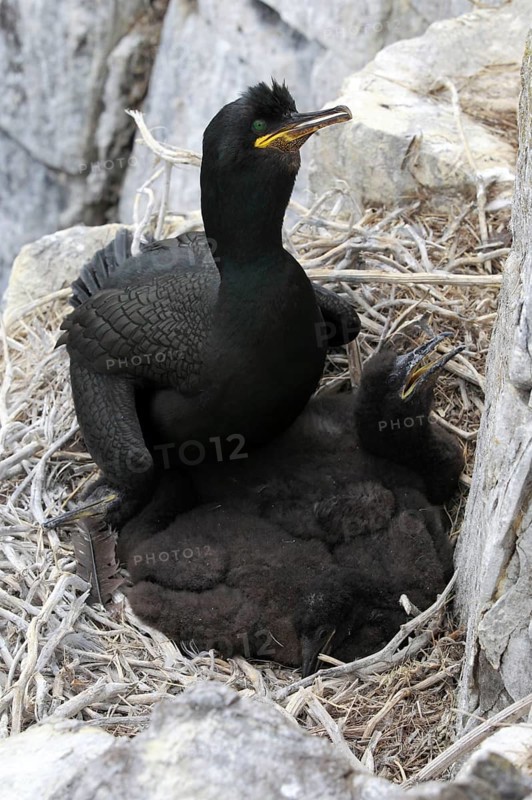 Cormorant
