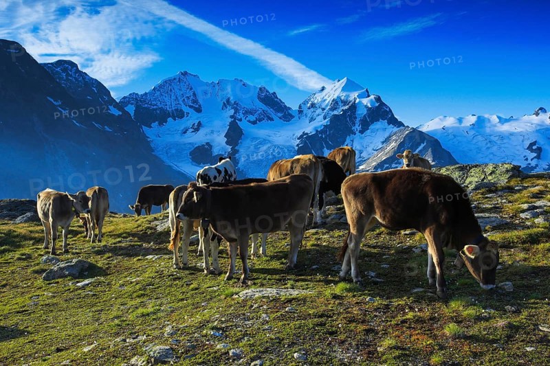 Cattle in the Upper Engadine