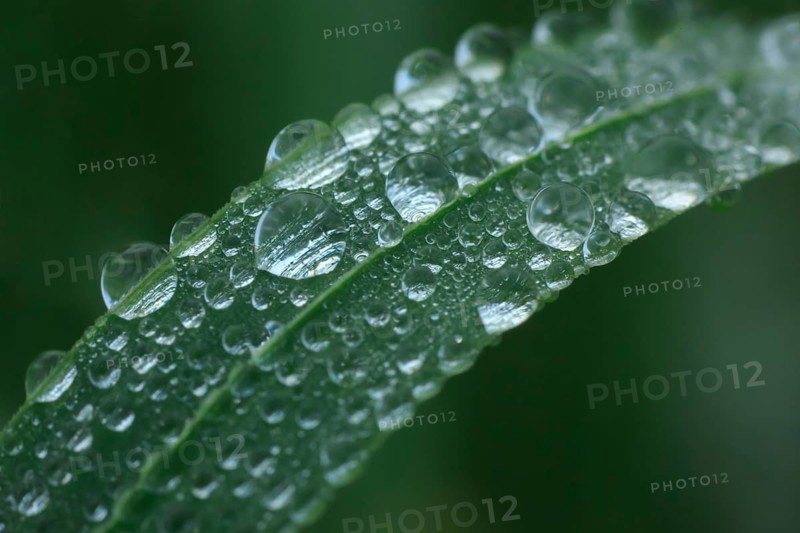 Blade of grass with dew drops