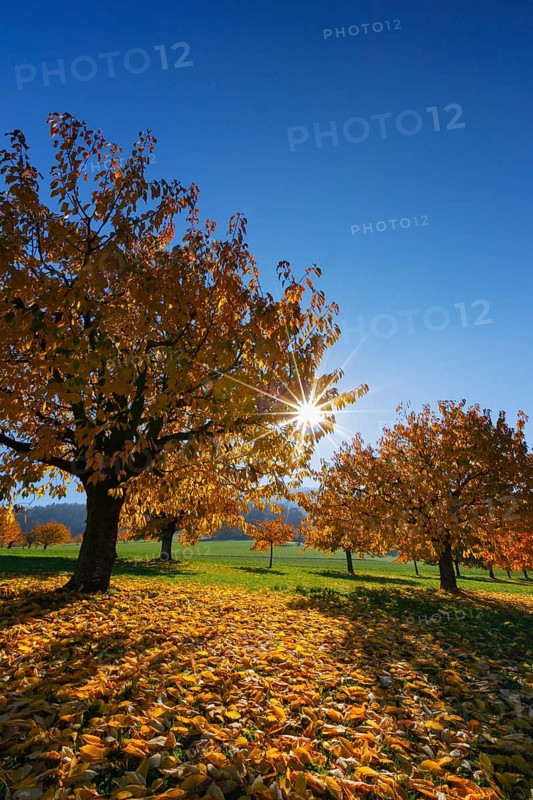 Cherry trees in autumn
