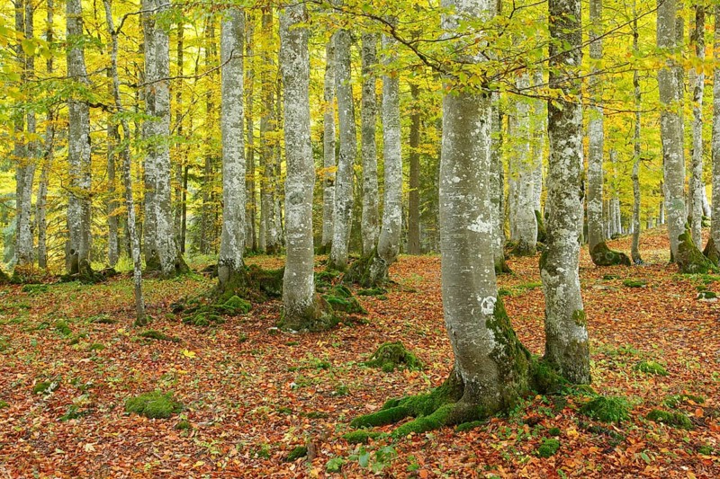 Beech forest in autumn