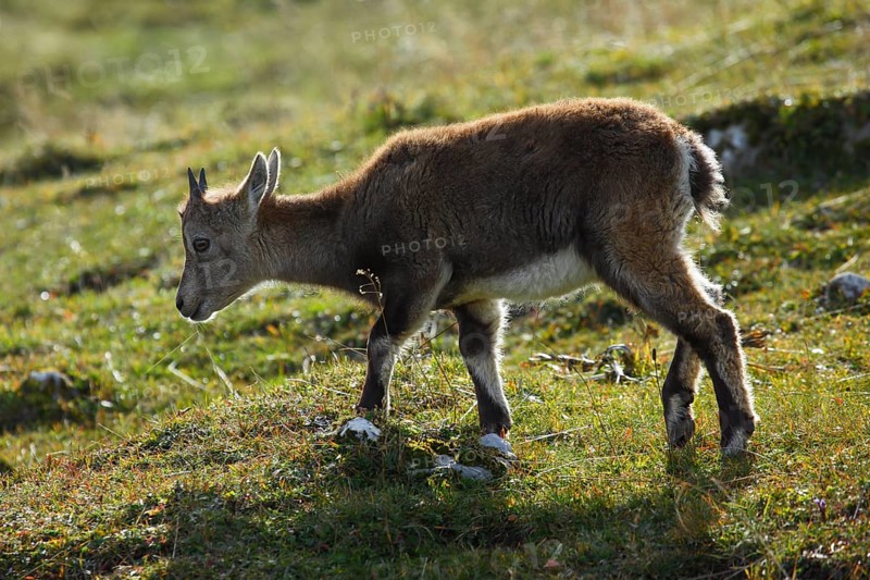 Alpine ibex