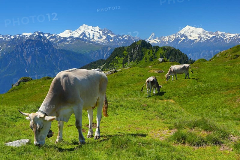 Swiss Alps