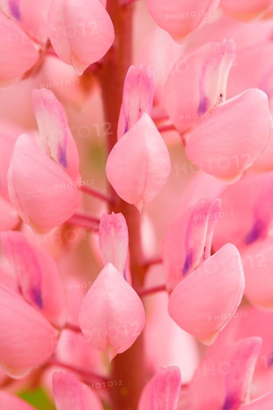 Multileaved lupin