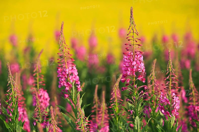 Narrow-leaved willowherb