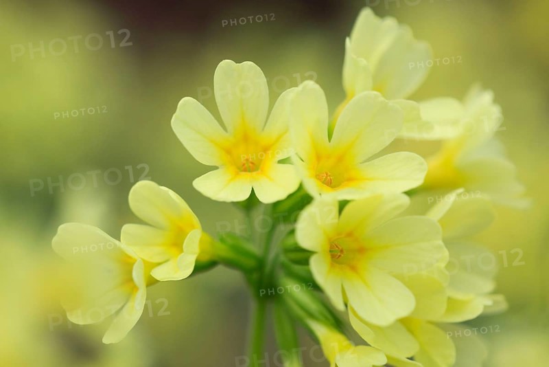 Common cowslip