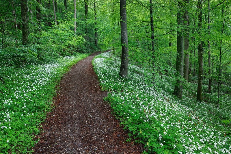 Deciduous forest with blooming wild garlic in spring