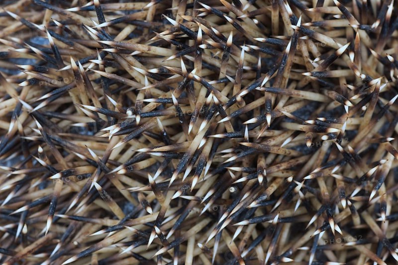 European hedgehog