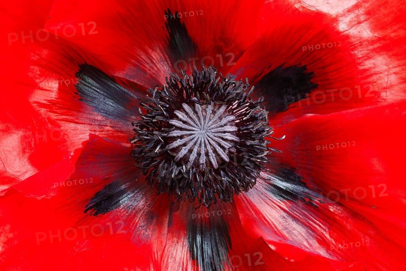 Turkish poppy