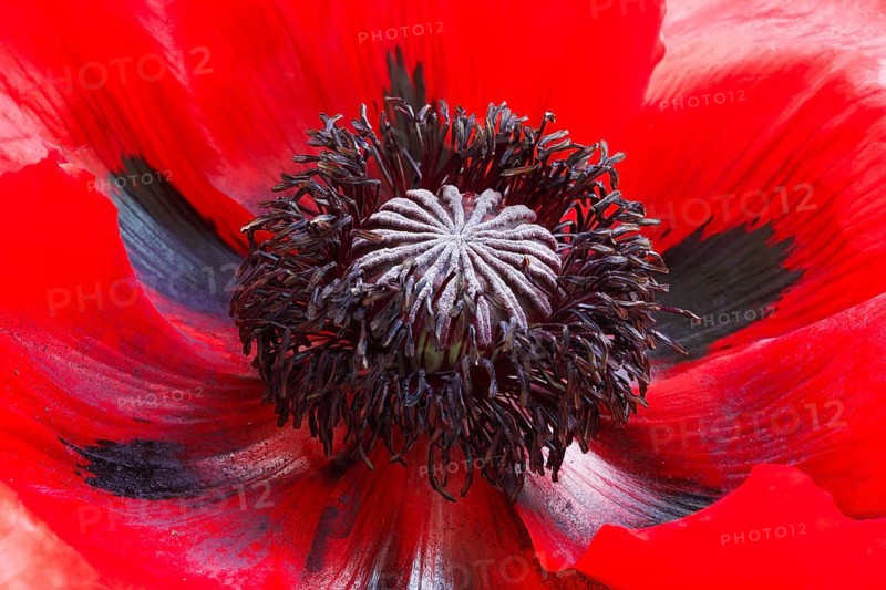 Turkish poppy