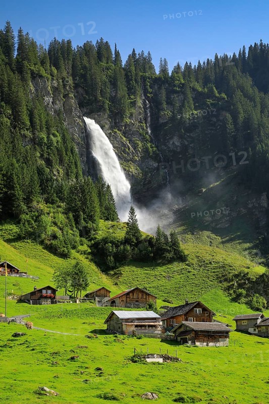 Staeubifall