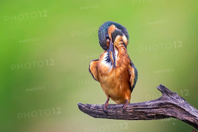 Common kingfisher