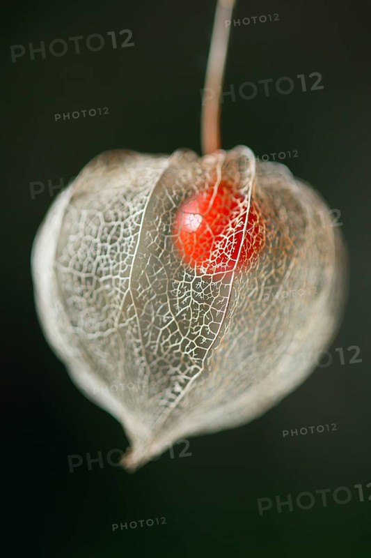Bladder cherry
