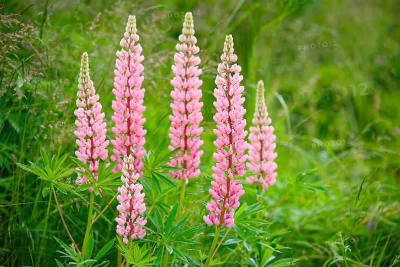 Multileaved lupin