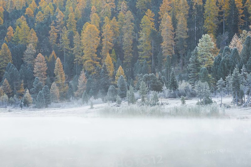 Larch and spruce forest on Lake Stazersee