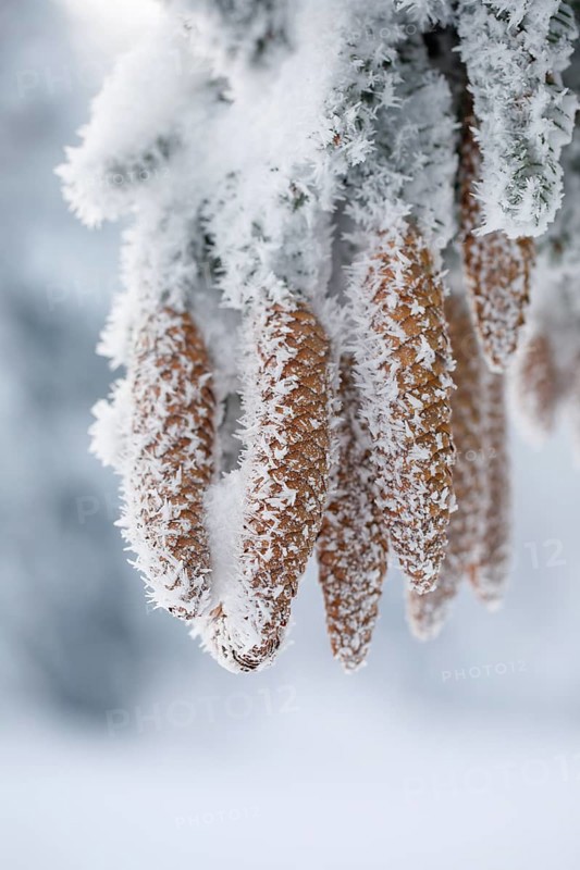Fir cone with hoarfrost