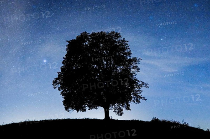 Lime tree under starry sky