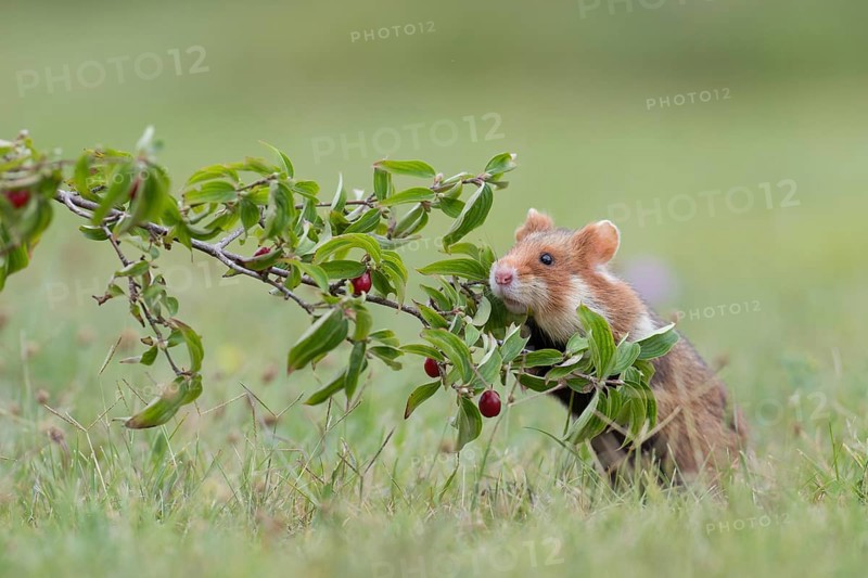 European hamster