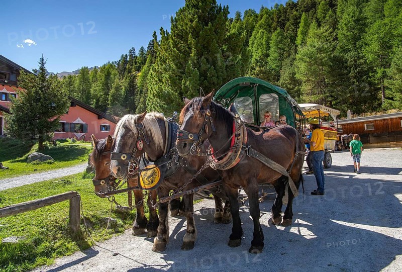 Horse-drawn carriage in the Roseg Valley