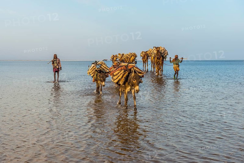 Camels and donkeys loaded with rock salt plates walk through a salt lake
