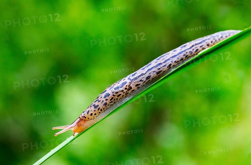 Great grey slug