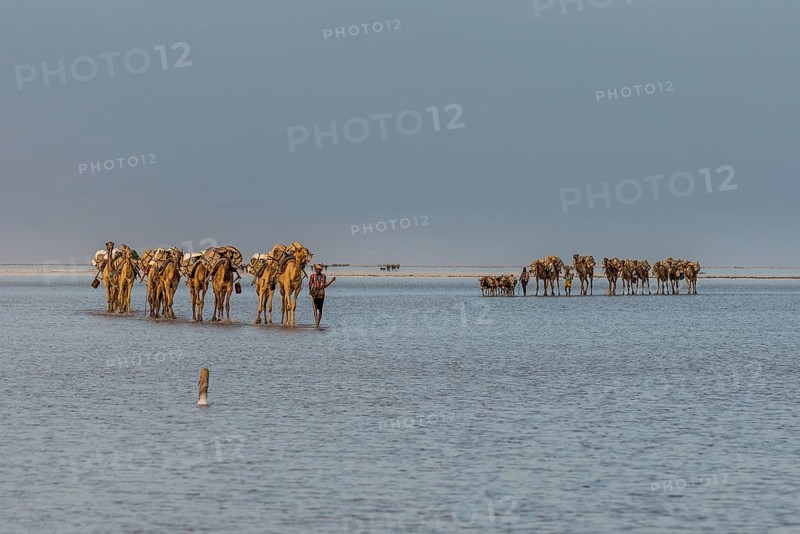 Camels loaded with rock salt plates walk through a salt lake