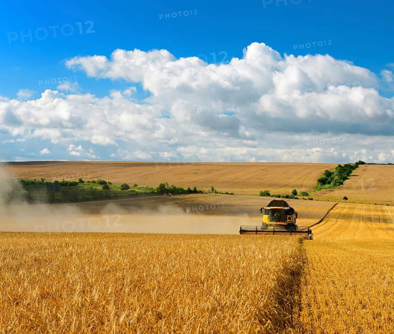 Combine harvests barley