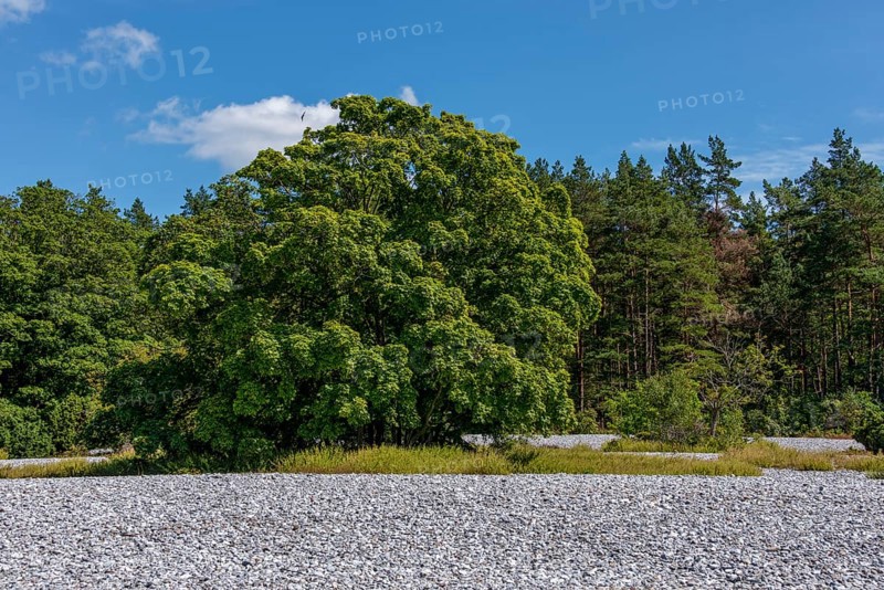 Flintstone fields on the island of Ruegen between Mukran and Prora