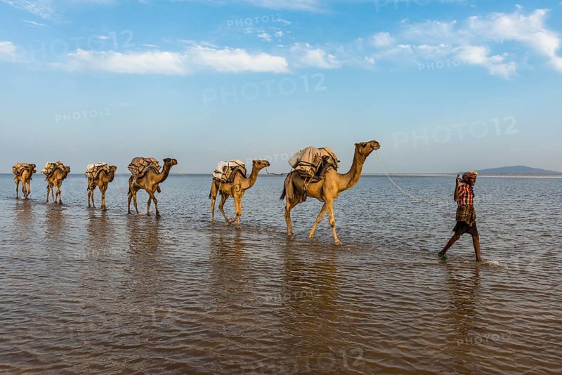 Camels loaded with rock salt plates walk through a salt lake