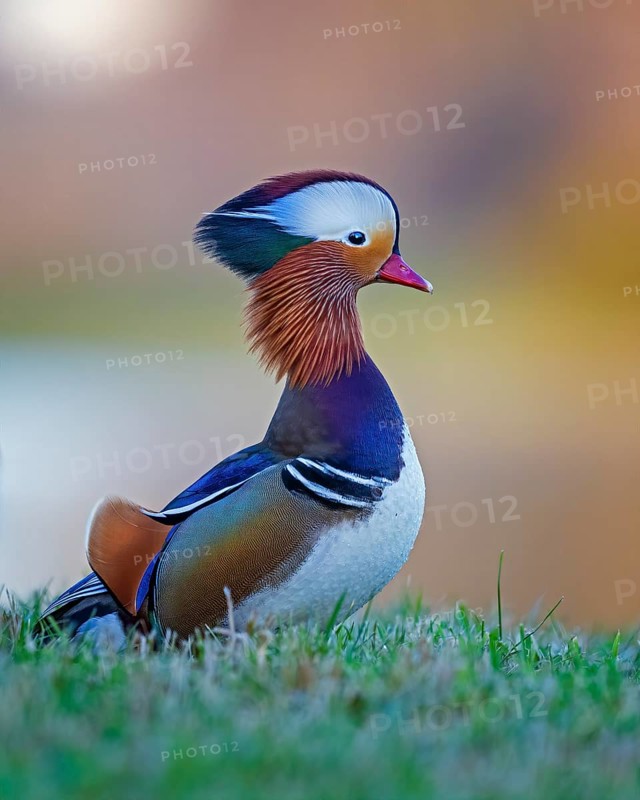 Mandarin duck