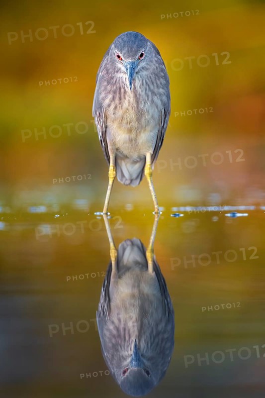Black-crowned night heron