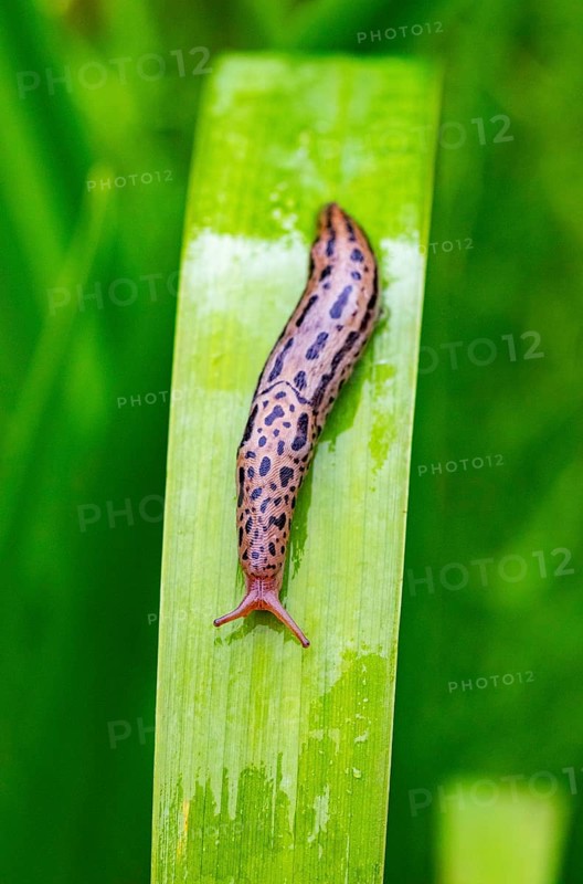 Great grey slug
