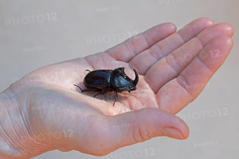 European rhinoceros beetle