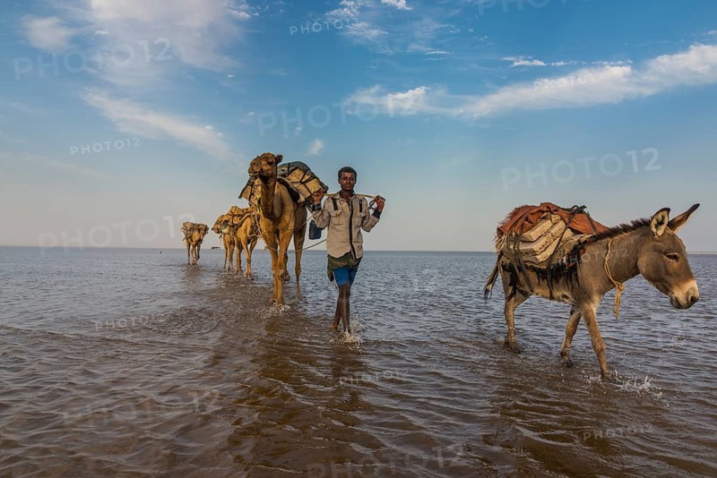 Camels and donkeys loaded with rock salt plates walk through a salt lake