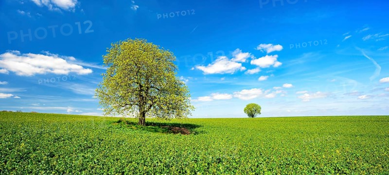 Solitary horse chestnuts on a green field