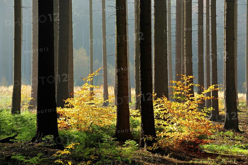 Light-flooded spruce forest in autumn
