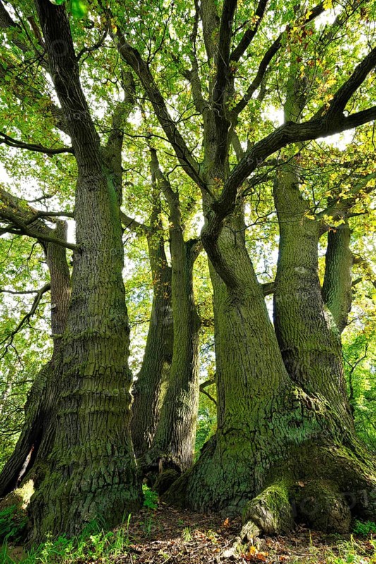Old seven trunk oak