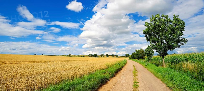 Country lane through cultural landscape in summer