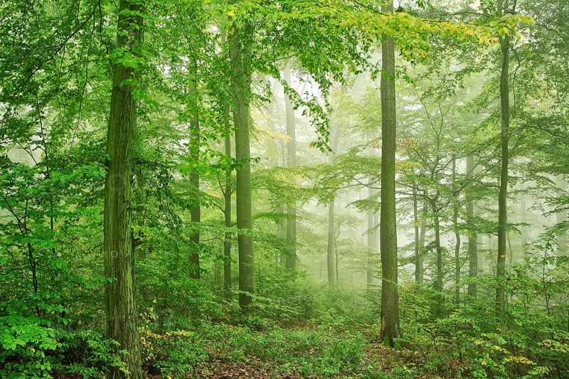 Beech forest with fog in early autumn