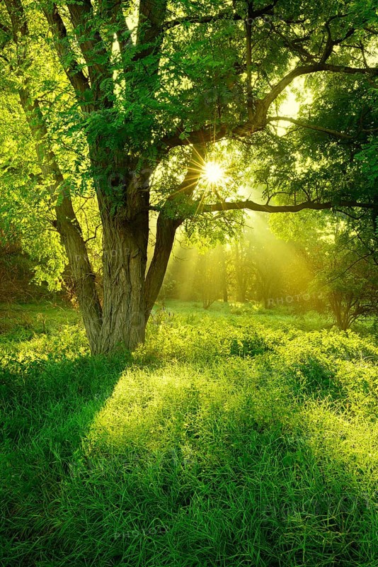 Morning atmosphere in the forest