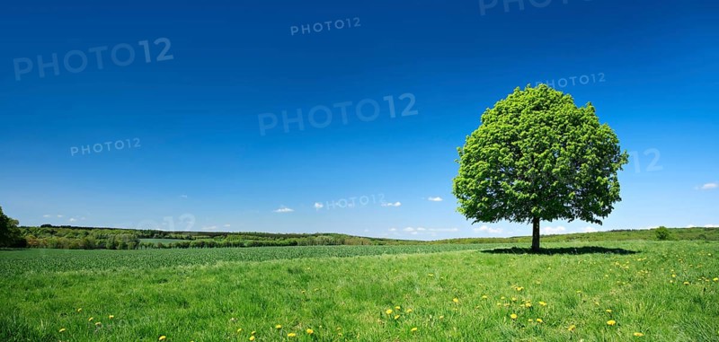 Solitary lime tree on a green meadow