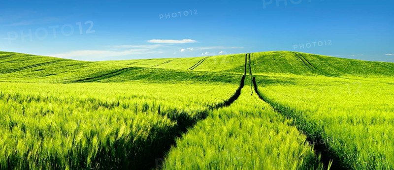 Endless green barley field in spring